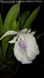 Warczewiczella amazonica