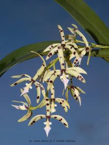 Prosthechea prismatocarpa