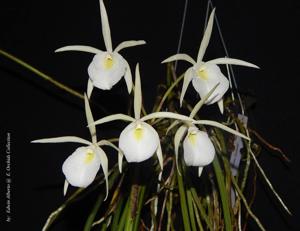 Brassavola tuberculata