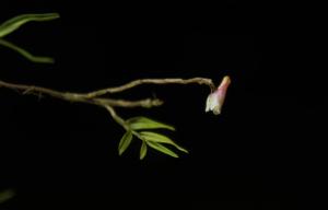 Dendrobium tetraedre