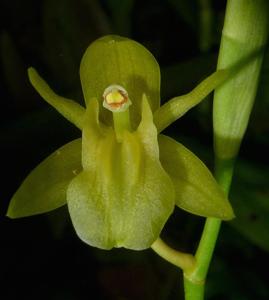 Coelogyne prasina