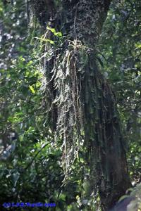 Dichaea pendula