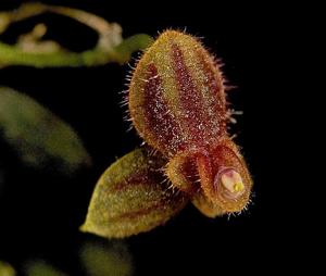 Andinia ciliaris