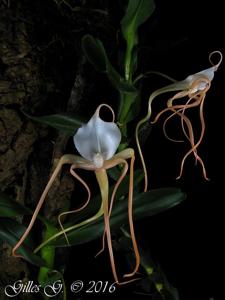 Angraecum conchoglossum