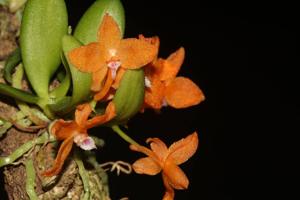 Ceratocentron fesselii