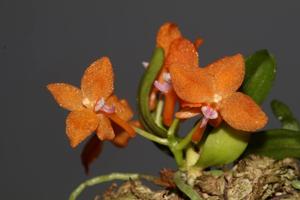 Ceratocentron fesselii