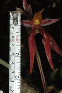 Bulbophyllum trigonosepalum
