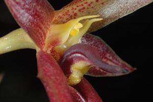 Bulbophyllum trigonosepalum