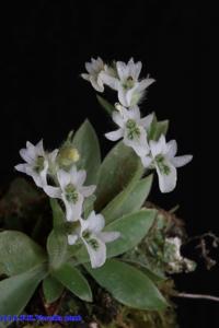 Lankesterella ceracifolia