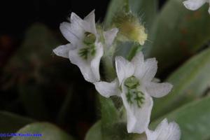 Lankesterella ceracifolia