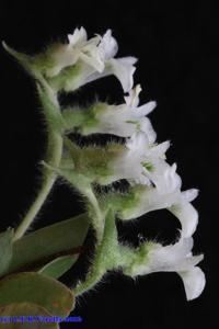 Lankesterella ceracifolia