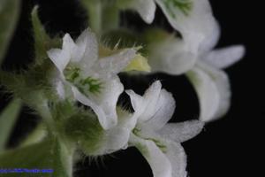 Lankesterella ceracifolia