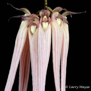 Bulbophyllum longissimum