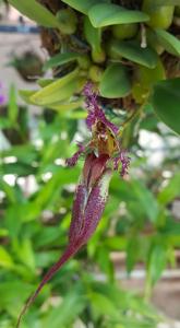 Bulbophyllum fascinator