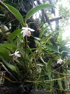 Dendrobium spurium