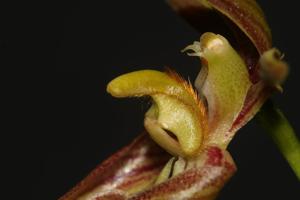Bulbophyllum lasiochilum