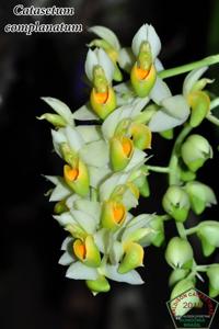 Catasetum complanatum