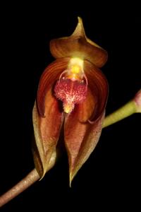 Bulbophyllum mandibulare