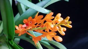 Vanda aurantiaca