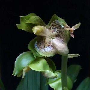 Catasetum lucis f. tigrinum