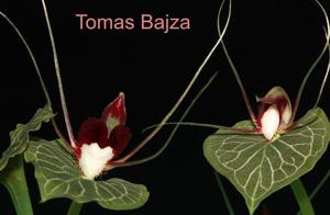 Corybas geminigibbus