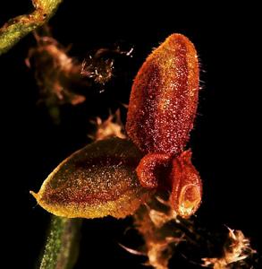Andinia ciliaris