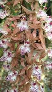 Polycycnis muscifera