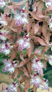 Polycycnis muscifera