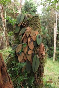 Dresslerella pertusa