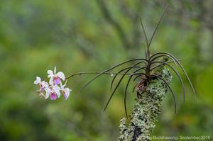 Holcoglossum kimballianum