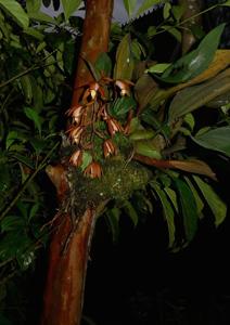 Coelogyne odoardi