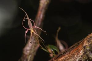 Lepanthes calimae