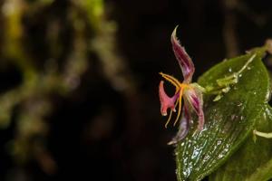 Lepanthes hexapus