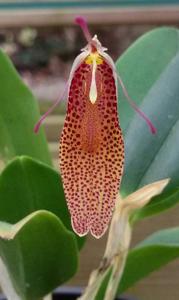 Restrepia contorta