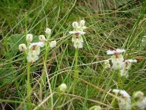 Huttonaea grandiflora