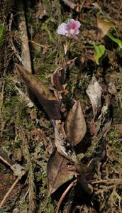 Nephelaphyllum pulchrum