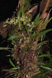 Coelogyne linearifolia