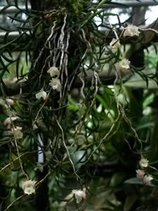 Dendrobium subulatum