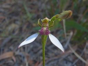 Eriochilus dilatatus