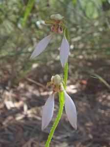 Eriochilus dilatatus