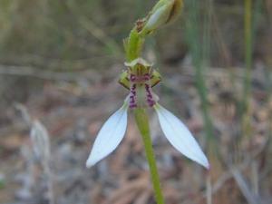 Eriochilus dilatatus