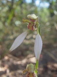 Eriochilus dilatatus