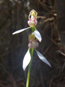 Eriochilus dilatatus