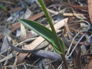 Eriochilus dilatatus