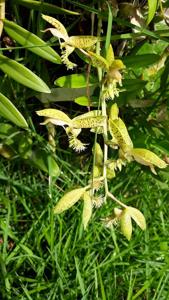 Catasetum gladiatorium