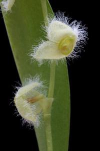 Stelis eublepharis