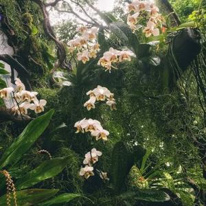 Phalaenopsis stuartiana