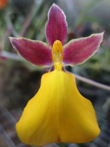 Mexicoa ghiesbreghtiana