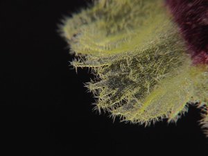 Gastrochilus retrocallus