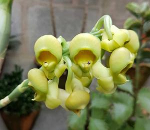 Catasetum cirrhaeoides